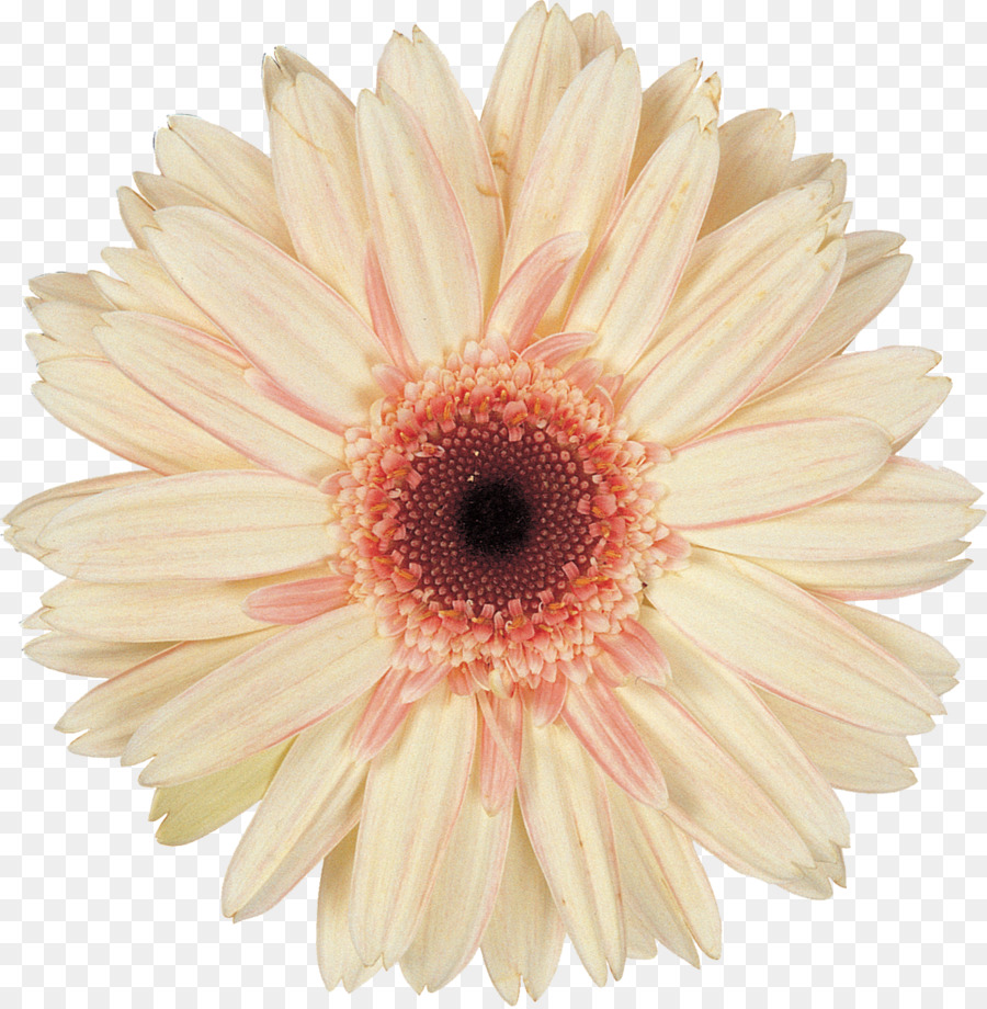 Daisy Aile，çiçek PNG