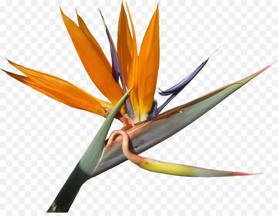 Strelitzia Reginae，çiçek PNG