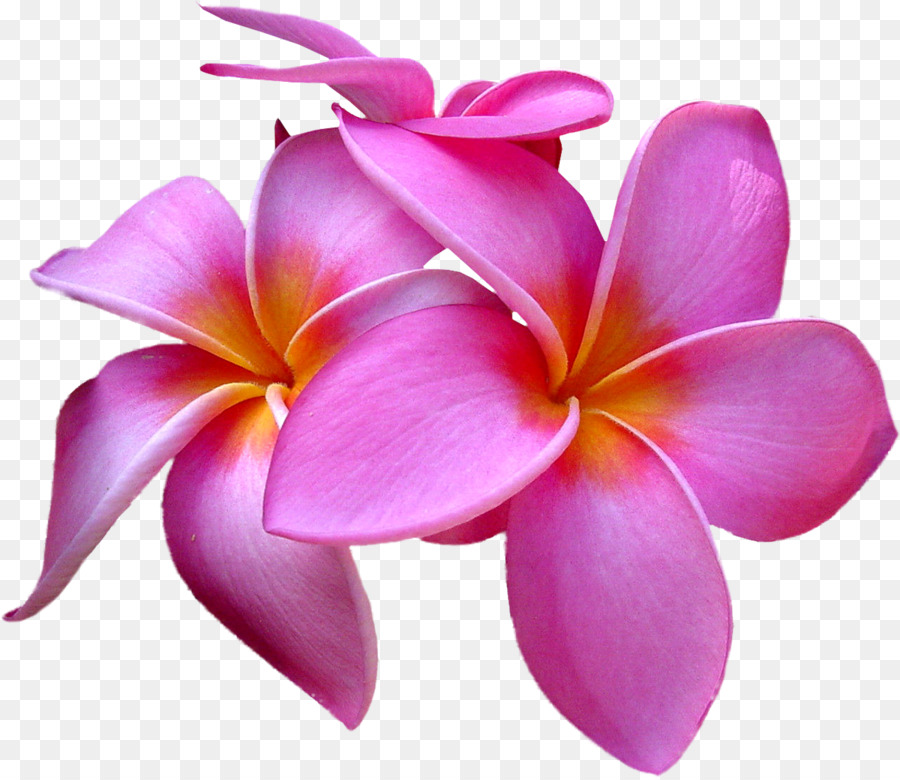 Plumeria'nın çiçekleri，Çiçeği PNG