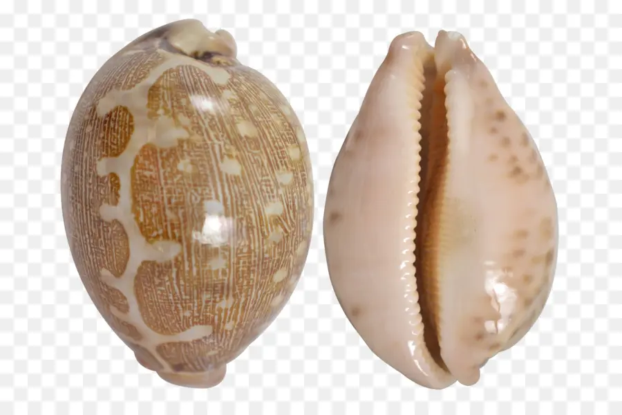 Cowrie Kabukları，Deniz PNG