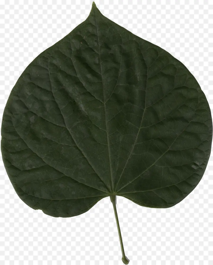 Doğu Redbud，Yaprak PNG