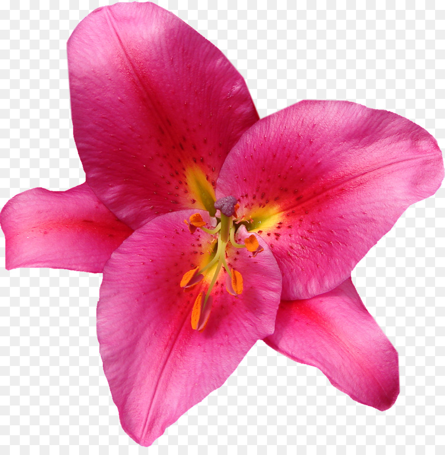 çiçek，Zambak PNG