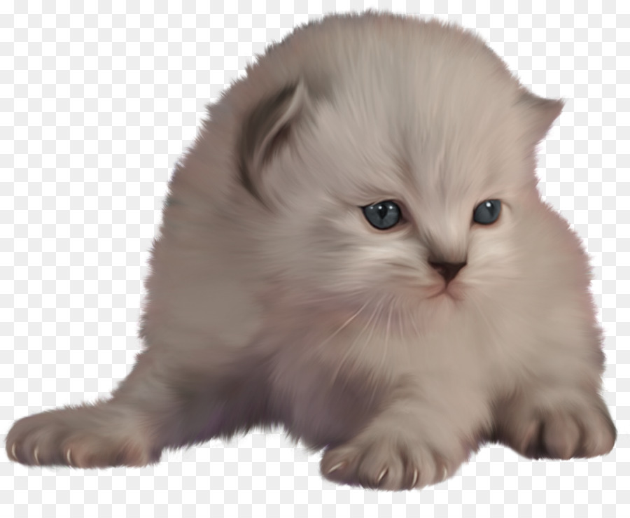 Beyaz Kedi Yavrusu，Kedi PNG