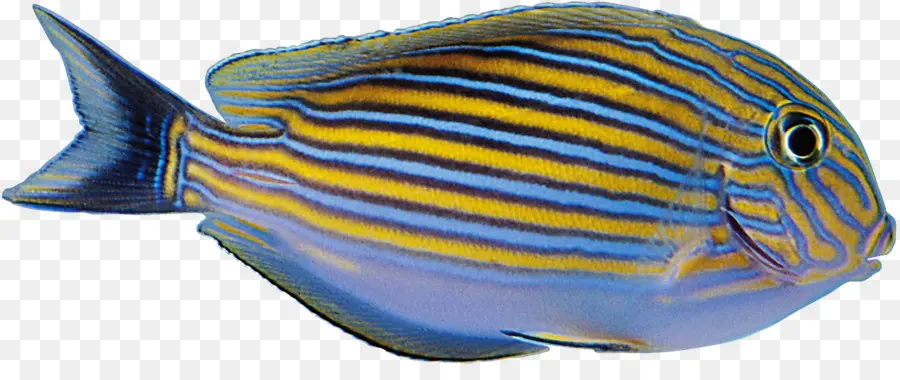 Balık，Sarı PNG