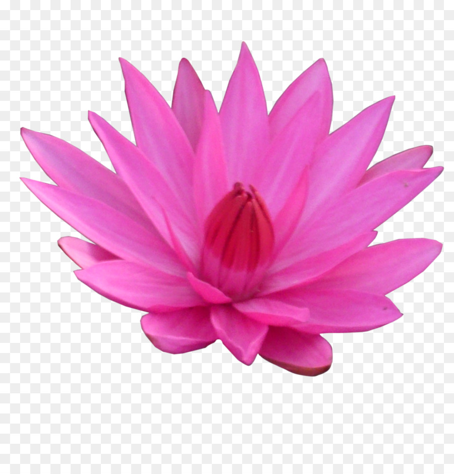 Pembe Lotus，Çiçek Açmak PNG