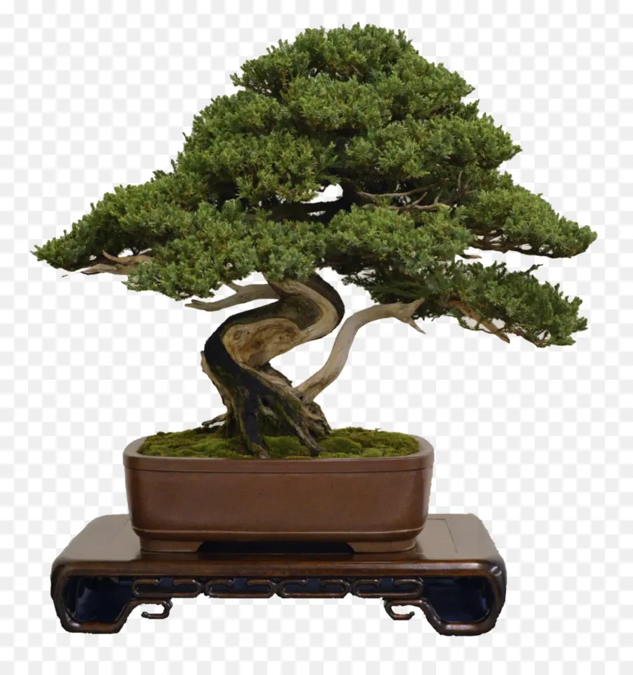 Ulusal Bonsai Vakfı，Bonsai PNG