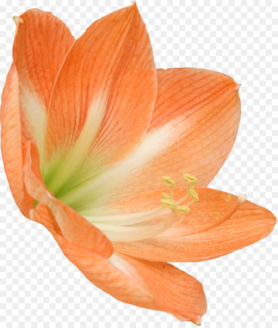 ömer Bulut，çiçek PNG