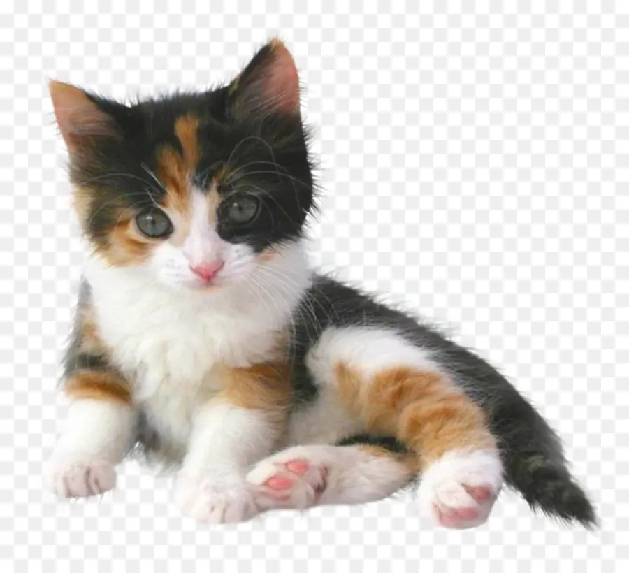 Yavru Kedi，Kedi PNG