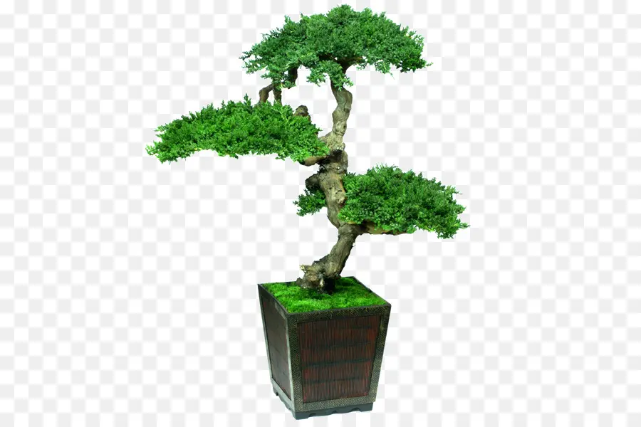 Bonsai Ağacı，Bonzai PNG