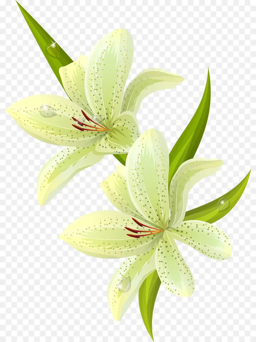 Paskalya Lily，Lily Beyaz PNG