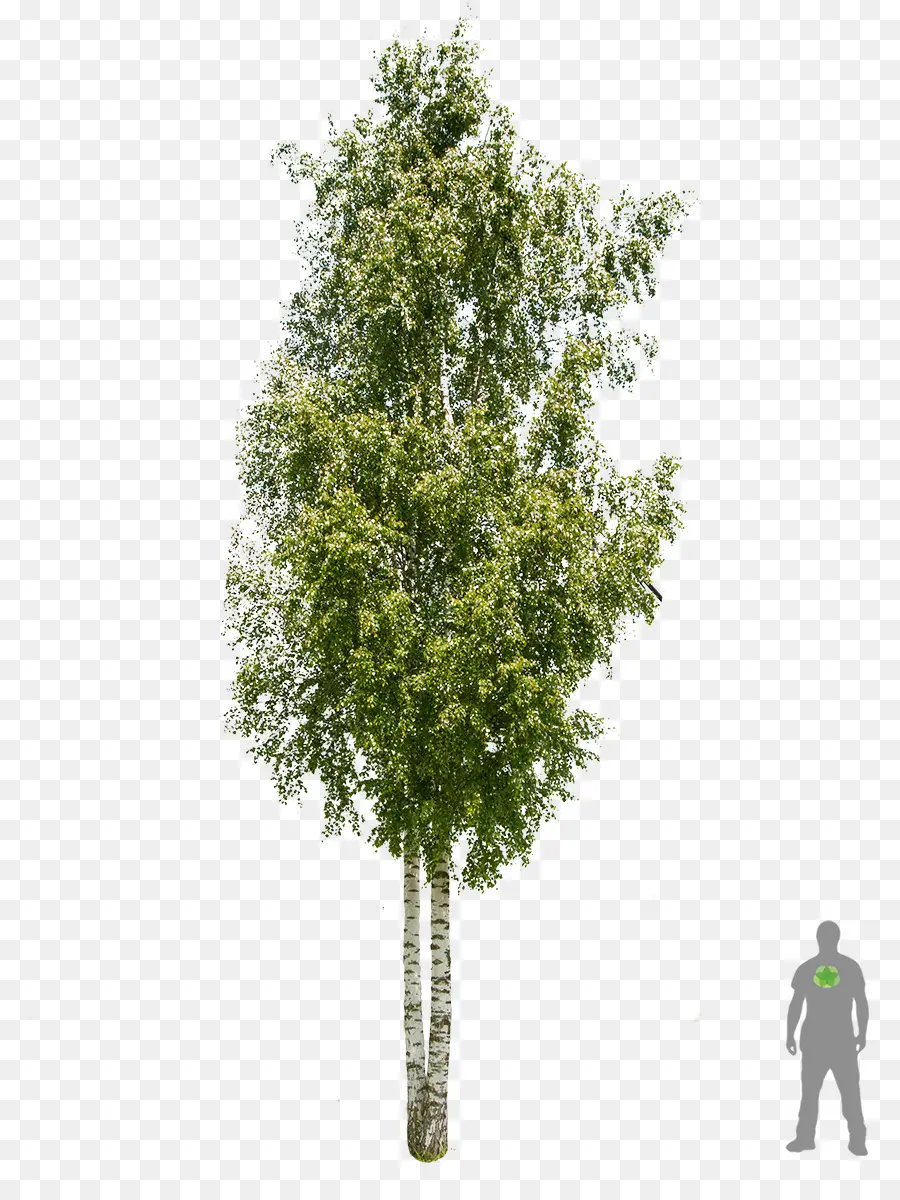 Ağaç，Qiaomu PNG