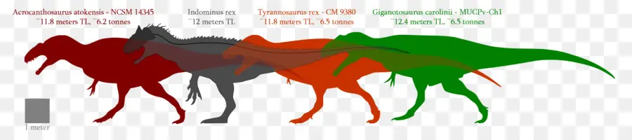 Dinozorlar，Boyut Karşılaştırması PNG