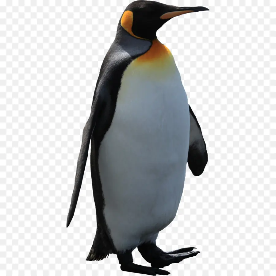 Penguen，Kuş PNG