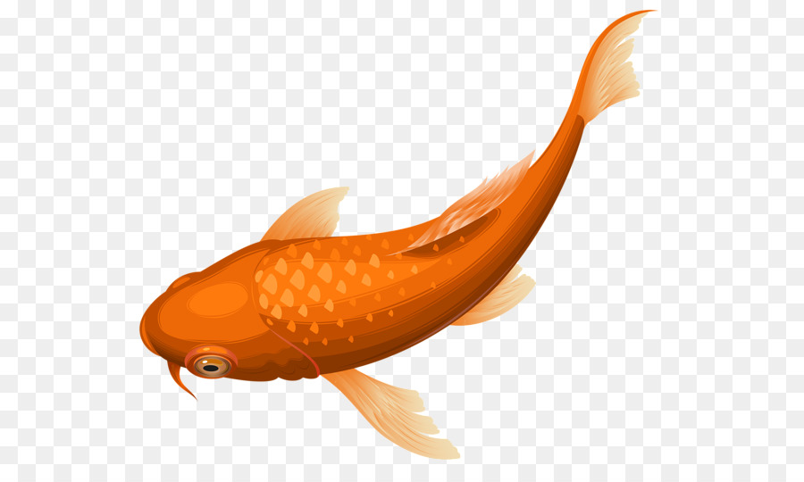 Kelebek Koi Koi Pond Goldfish Kucuk Resim Koi Seffaf Png Goruntusu