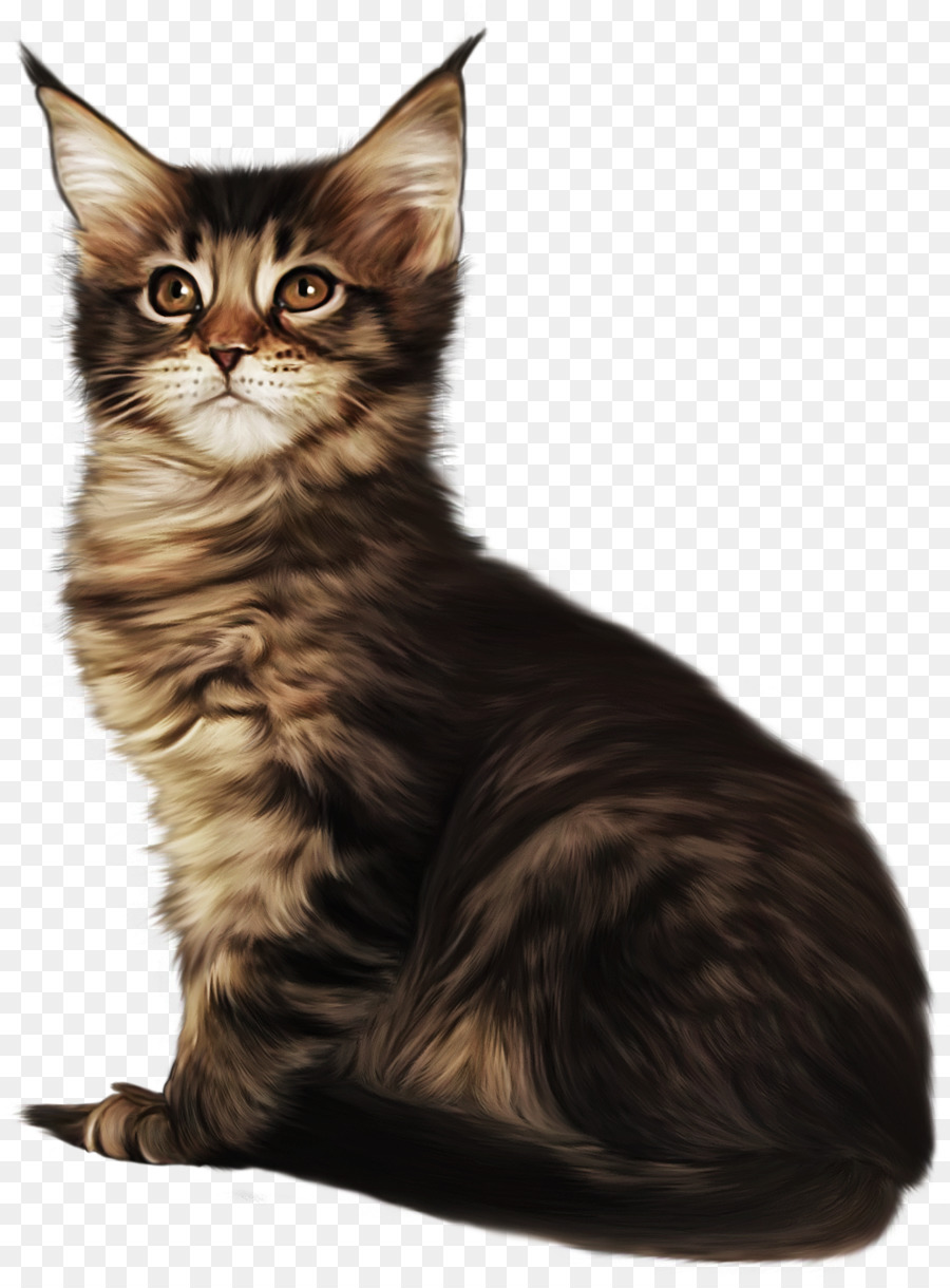 Kedi，Evcil Hayvan PNG