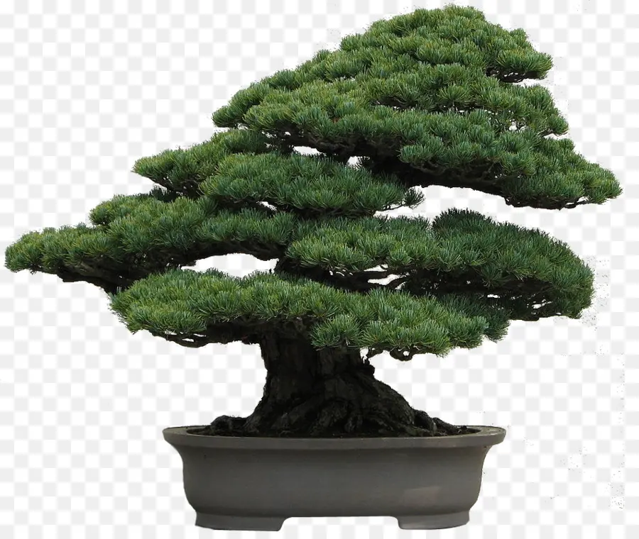Ulusal Bonsai Vakfı，Pinus Armandii PNG