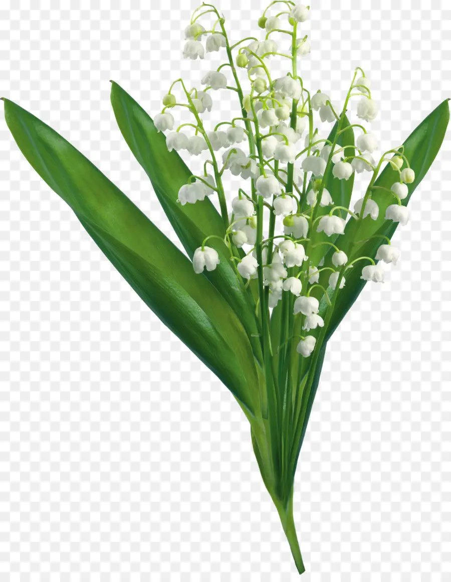 Metin，çiçek PNG