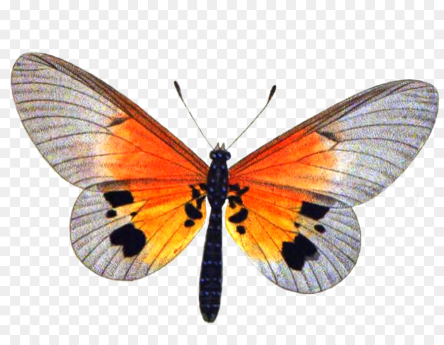 Kelebek，Böcek PNG