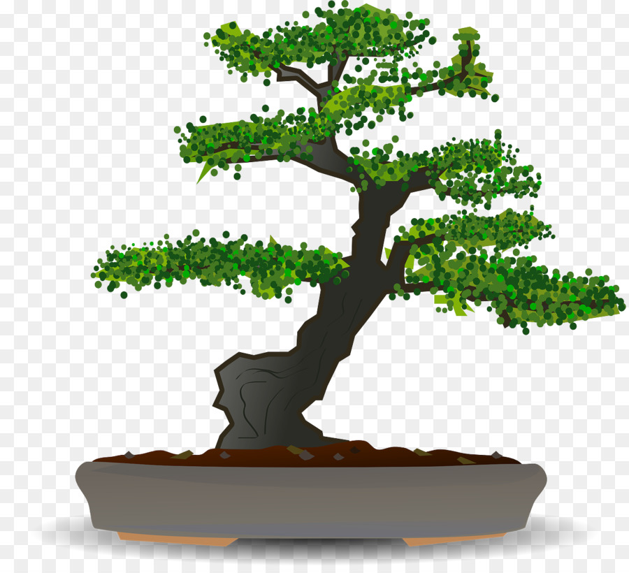 Bonsai Ağacı，Bitki PNG