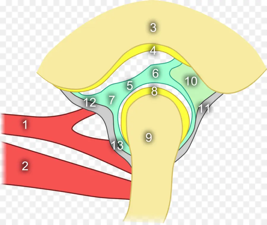 Temporomandibular Eklem，Eklem Yeri PNG