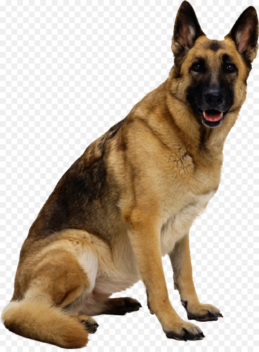 Alman Çoban，Köpek Yavrusu PNG