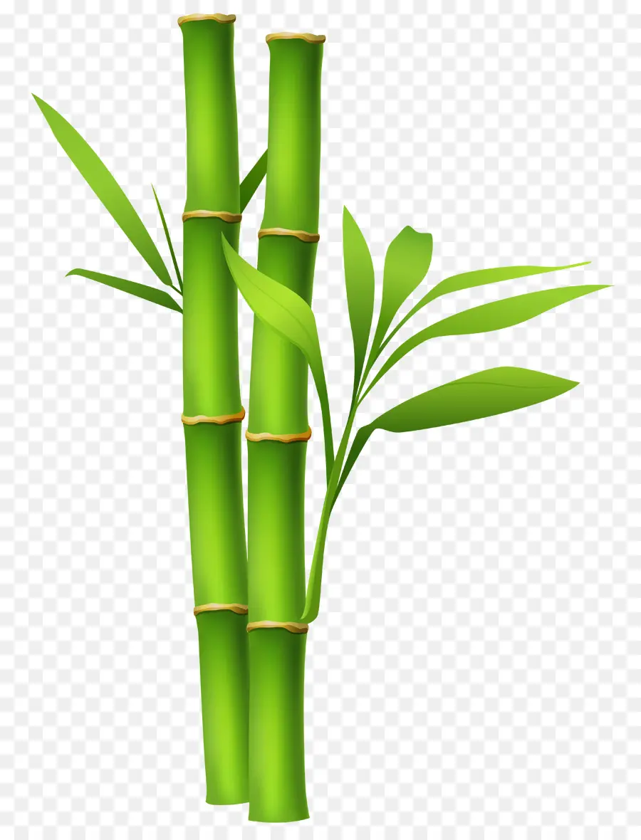 Bambu，Masaüstü Duvar Kağıdı PNG