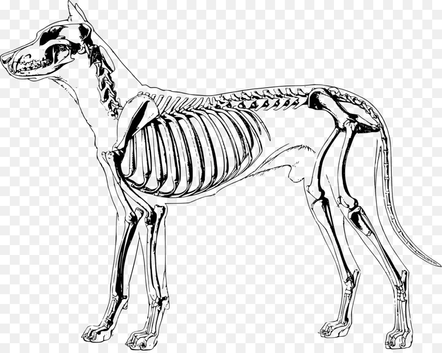 Köpek İskeleti，Köpek PNG