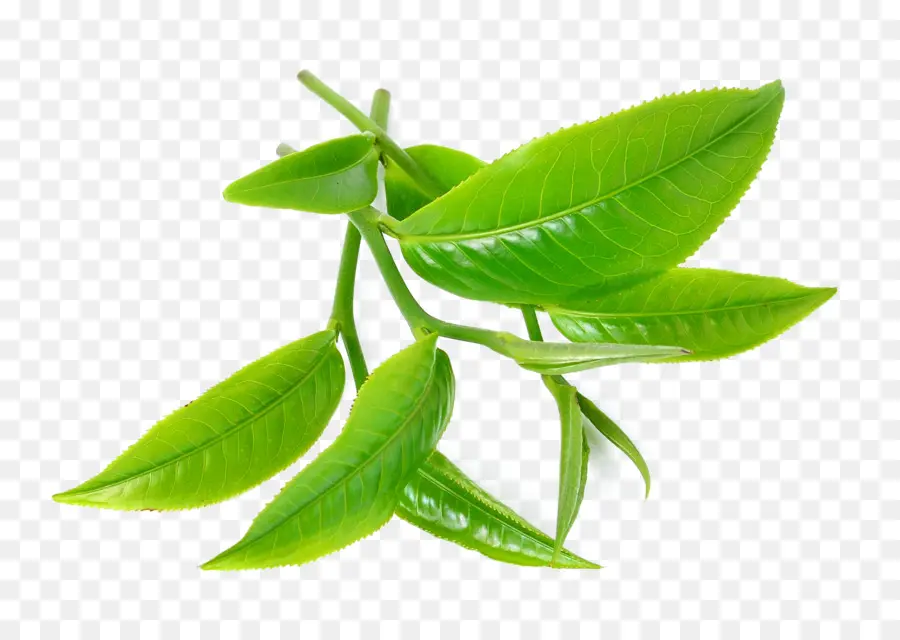 çay，Yeşil çay PNG