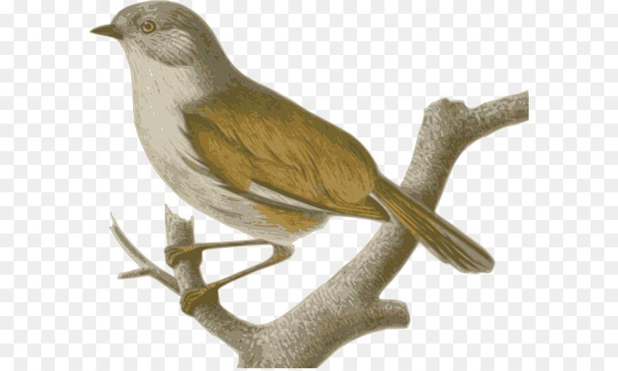 Serçe，Dünyanın Kuşları Önerilen İngilizce İsimler PNG