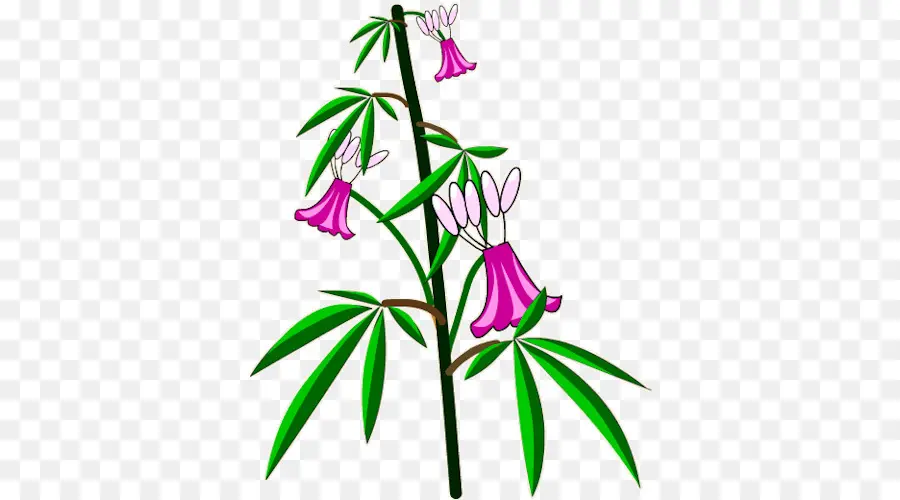Kenevir Sativa，çiçek PNG