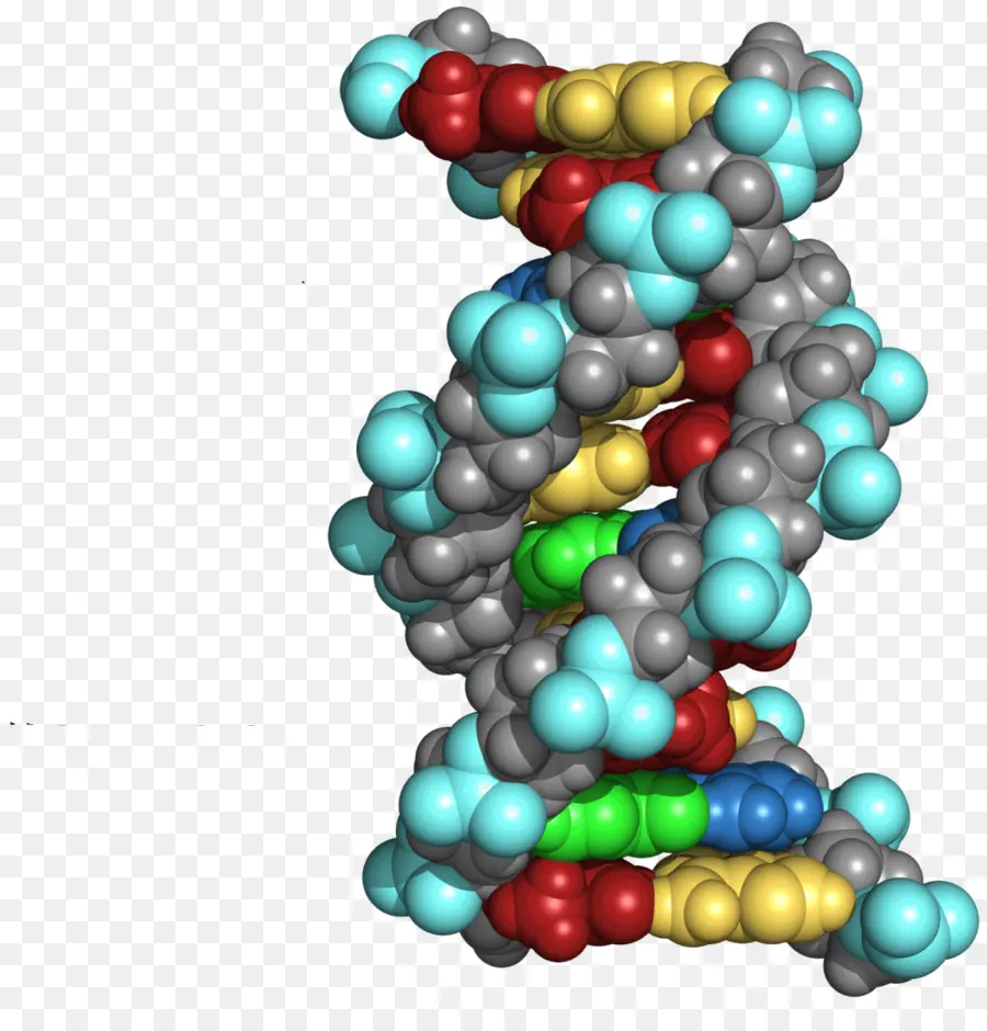 Dna，Genetik PNG