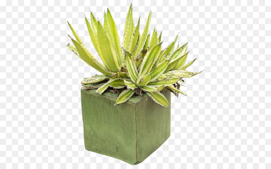 Bitki，Saksı PNG