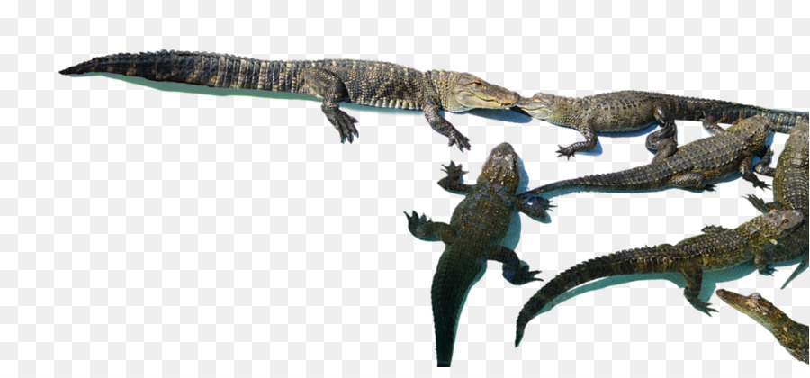 Timsahlar，Velociraptor PNG