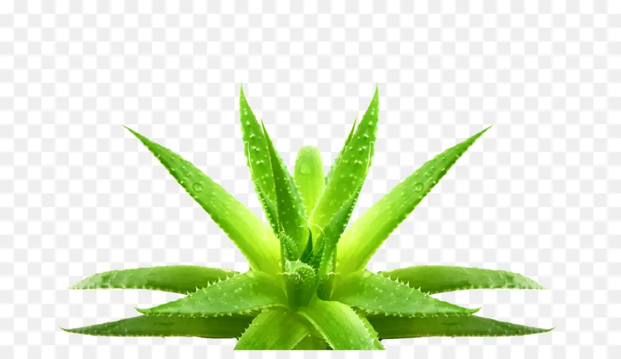 Aloe Vera，Yeşil PNG