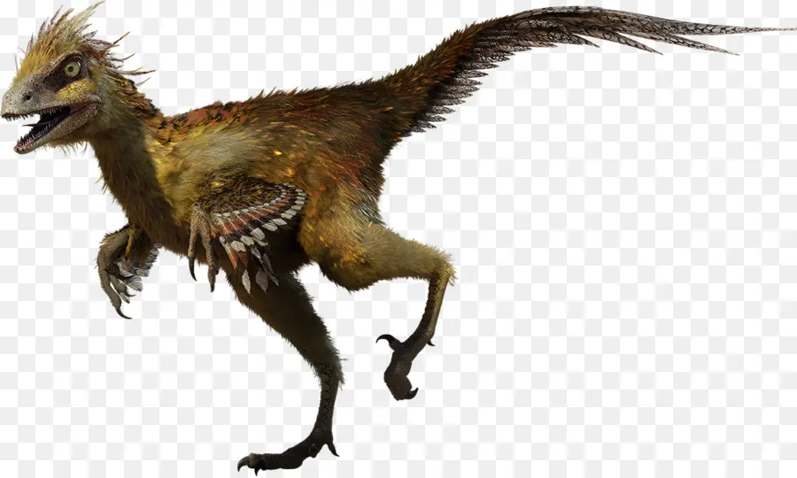 Hesperonychus，Velociraptor PNG