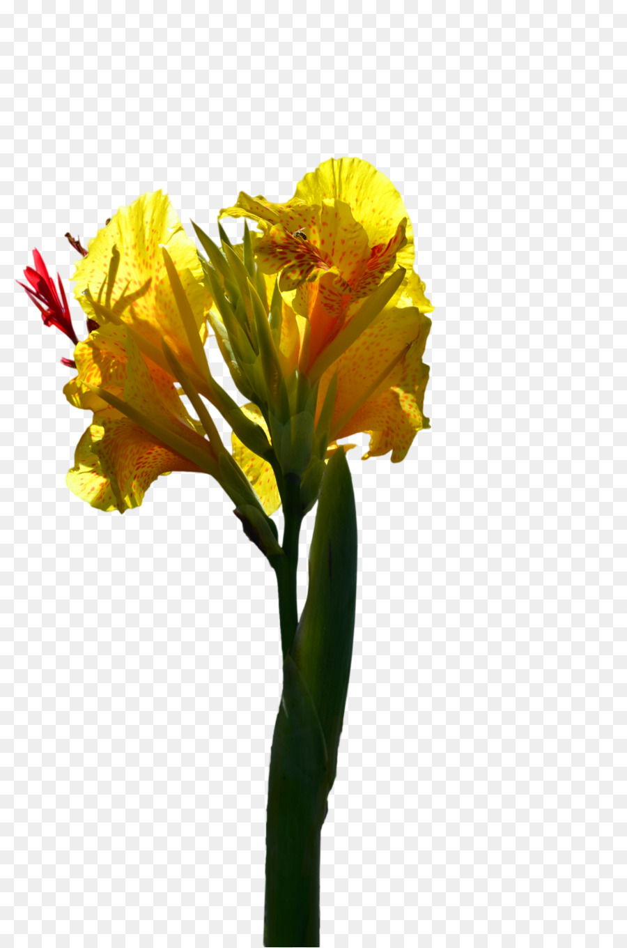 çiçek，Stok Fotoğraf PNG