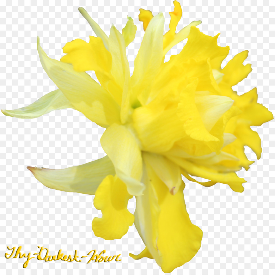 çiçek，Nergis PNG