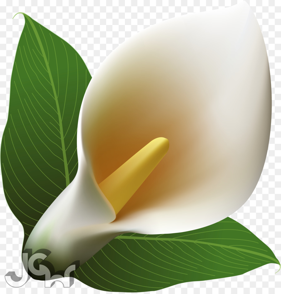 Calla Lily，Yaprak PNG