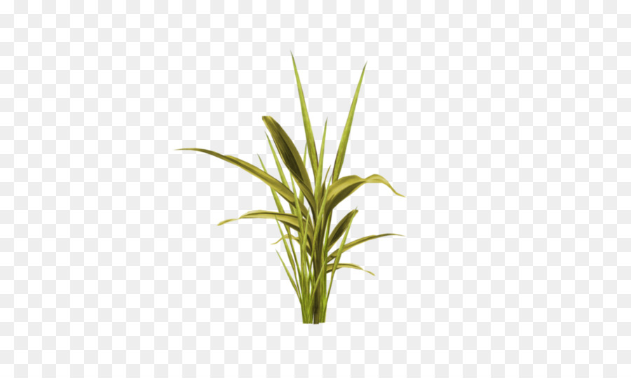 Hava Santrali，Tillandsia PNG