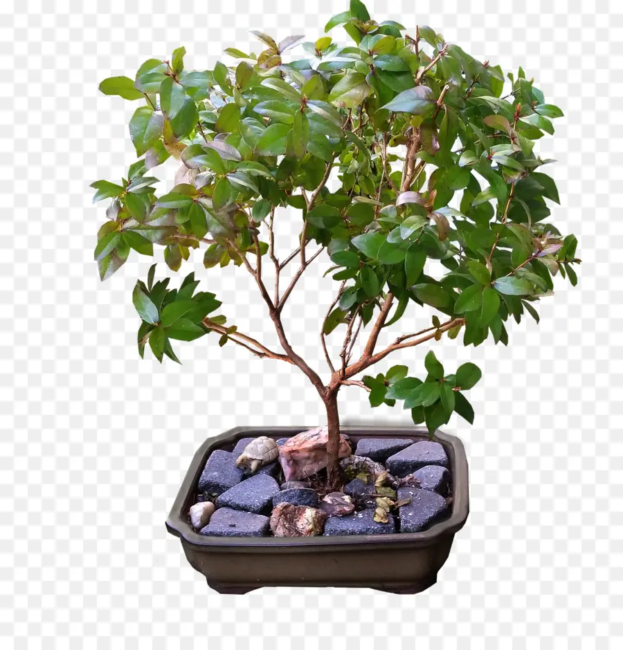 Bonsai Ağacı，Yeşil Yapraklar PNG