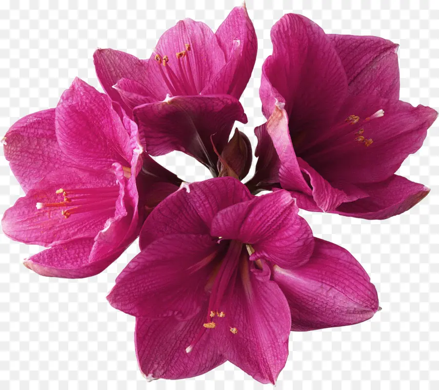 çiçek，Amaryllis PNG
