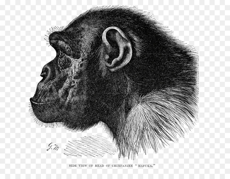Büyük Maymunlar，Goril PNG