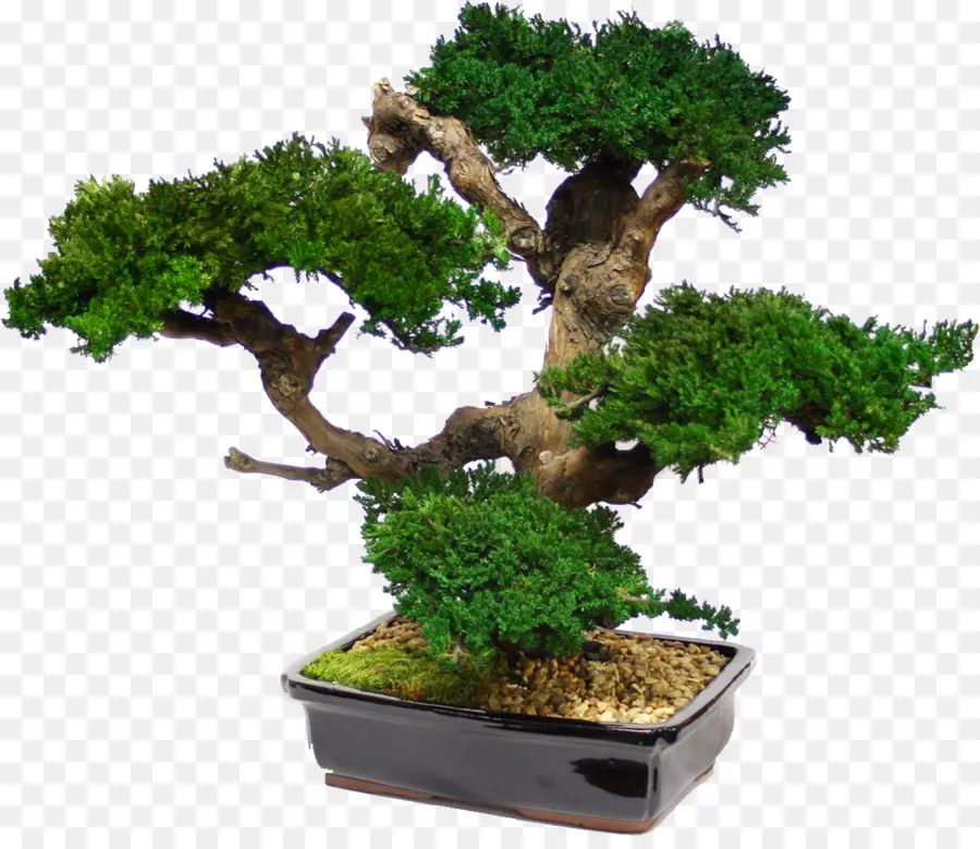 Bonsai Ağacı，Minyatür PNG