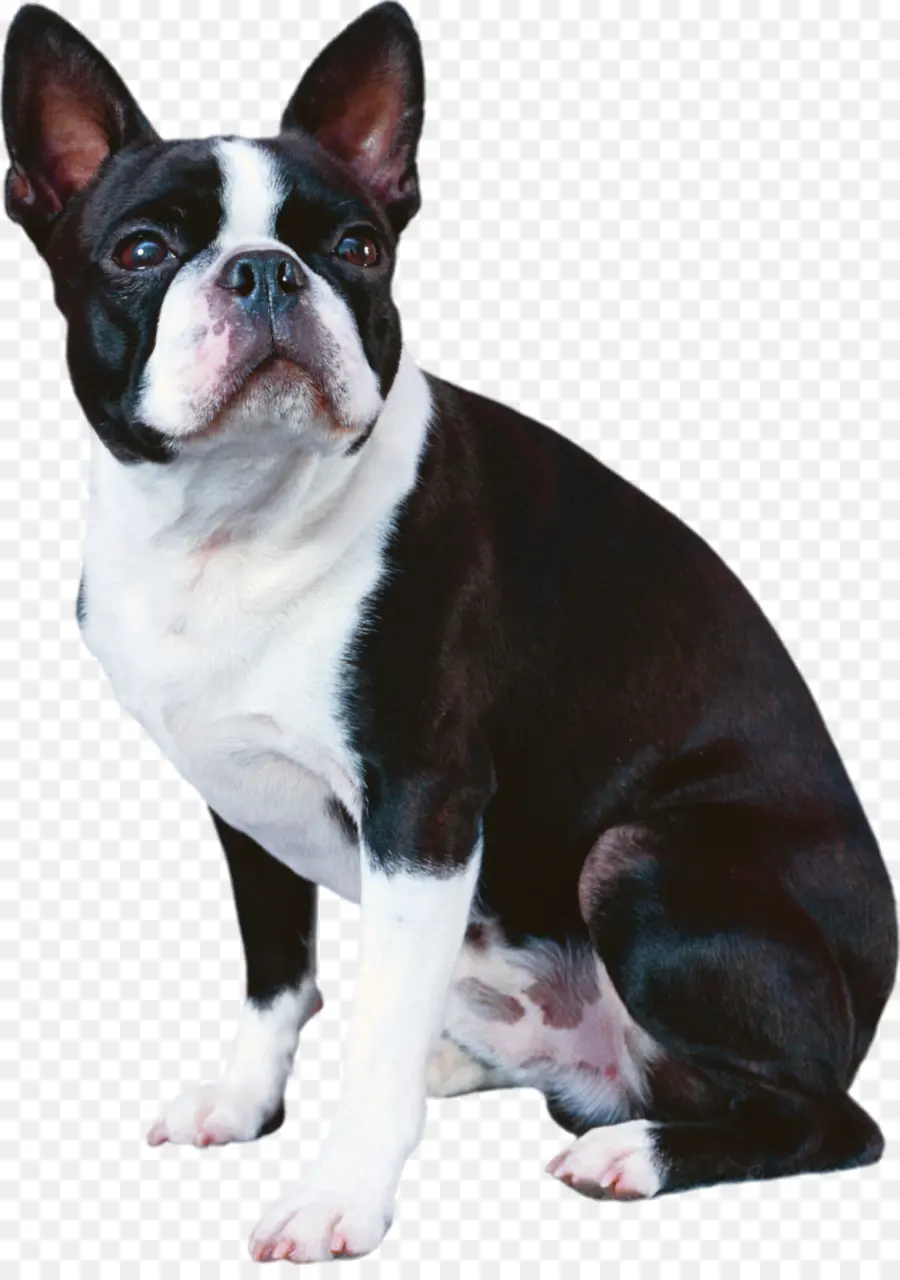 Boston Terrier，Fransız Bulldog PNG