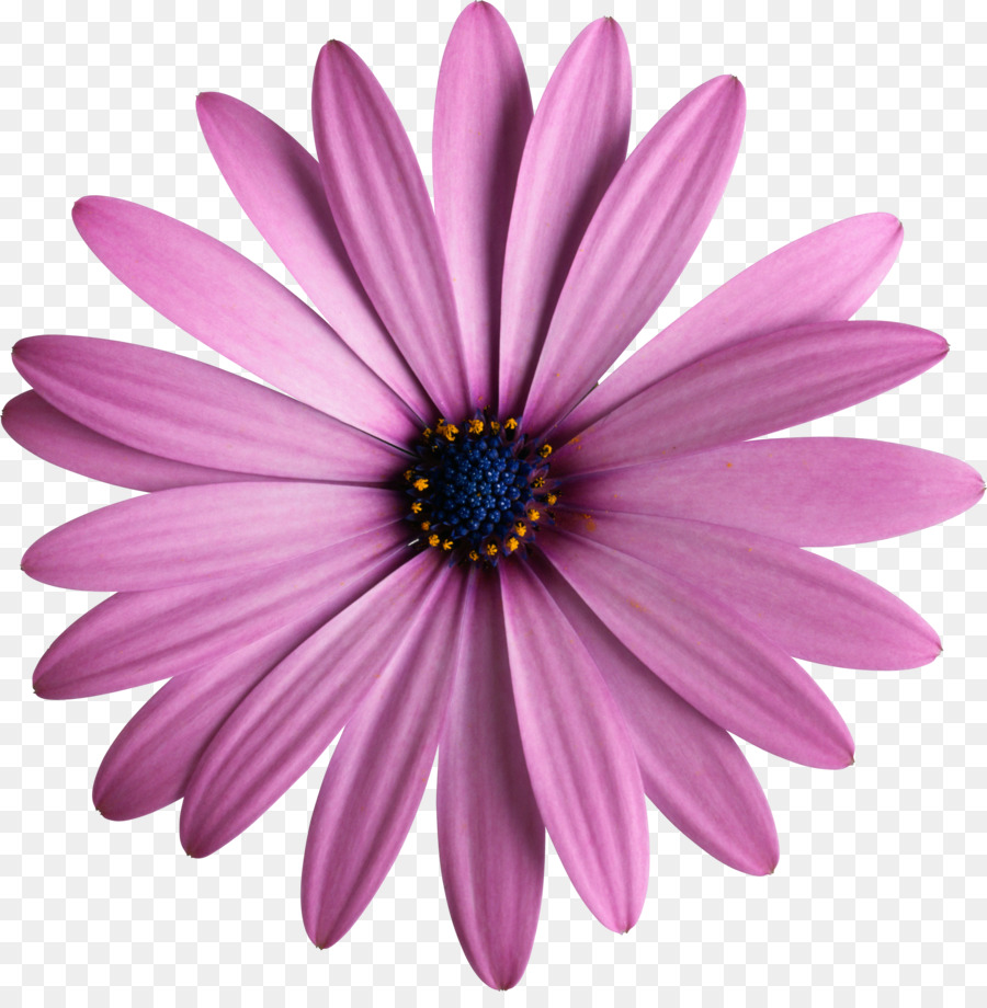 çiçek，Daisybush PNG