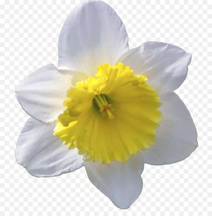 çiçek，Nergis PNG
