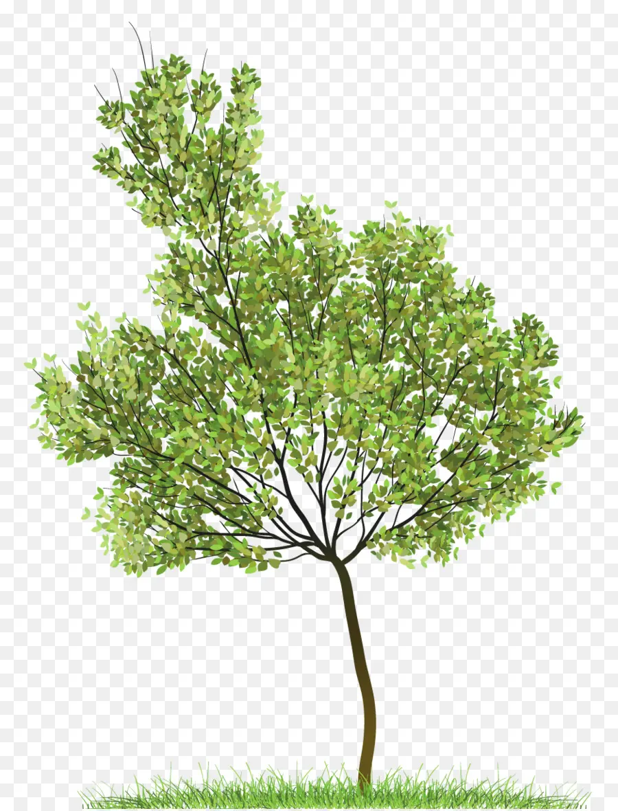 Ağaç，üst Ağaç PNG