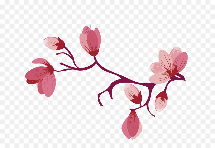 Kiraz çiçeği，çiçek Açan PNG