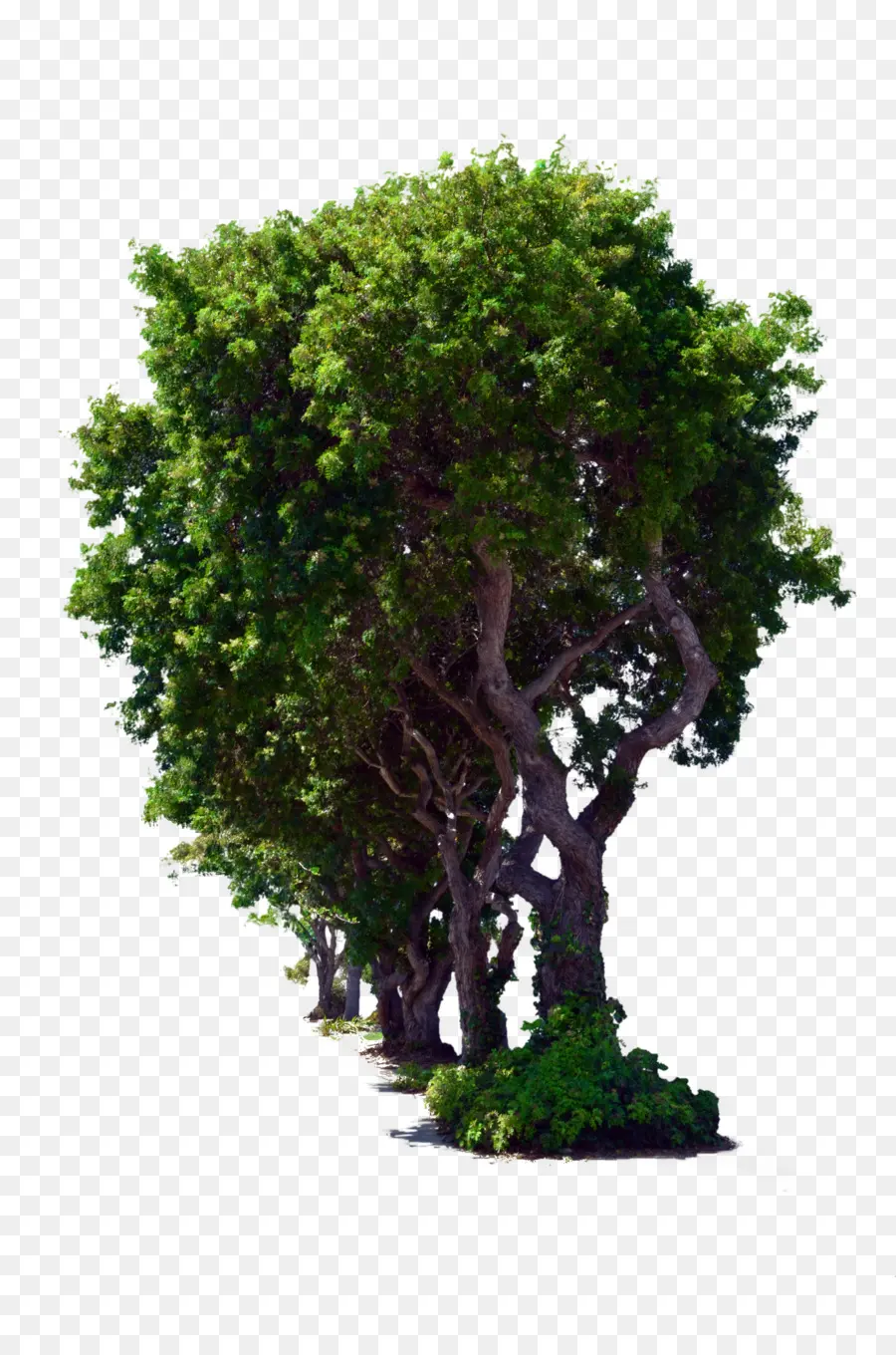 Ağaç，Blog PNG