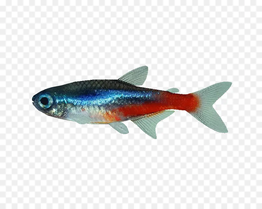 Balık，Neon Tetra PNG
